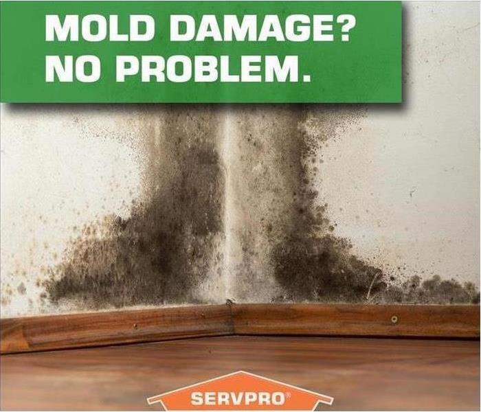 "Mold Damage? No Problem" written on wall with mold.